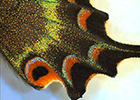 Butterfly (higher magnification) 