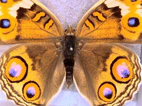 Butterfly specimen (Lower magnification)