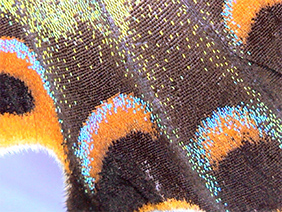 Butterfly wing (Higher magnification)