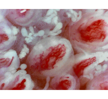 ev80-za-e.jpg
