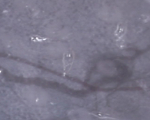 Capillaries in the ear of rats (300×)