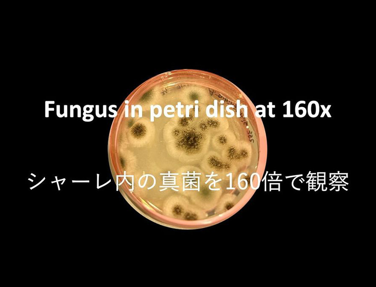シャーレ