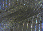 Surface of metalworking（lower magnification）