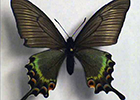 蝶の標本（低倍）
