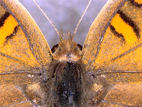 Butterfly specimen (Higher magnification)
