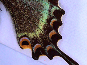 Butterfly wing (Lower magnification)