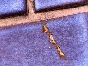 Cracked tile (Medium magnification)