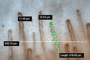 Screenshot which shows how to measure the length of capillaries using optional NTSC-USB 2.0 Converter Set.