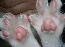 Cat's feet