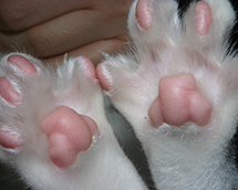 cat's feet