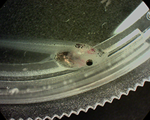 Medaka (Japanese killifish) (stereoscopic microscope) 
