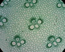 Cross section of a bamboo stem (preparation)