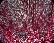 Cross section of a pine stem (preparation) 