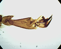 Hind leg of a honey bee (preparation)