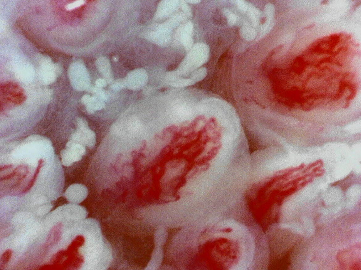 舌の毛細血管（低倍率）