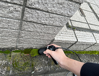 Moss thumbnail image
