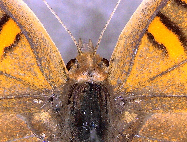 Butterfly specimen（Higher magnification）