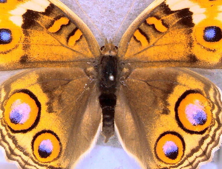Butterfly specimen（Lower magnification）