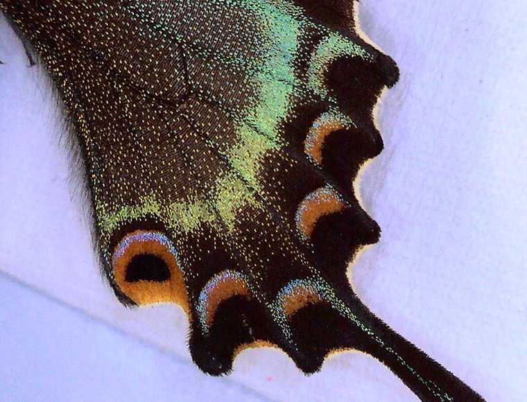 Butterfly wing（Lower magnification）