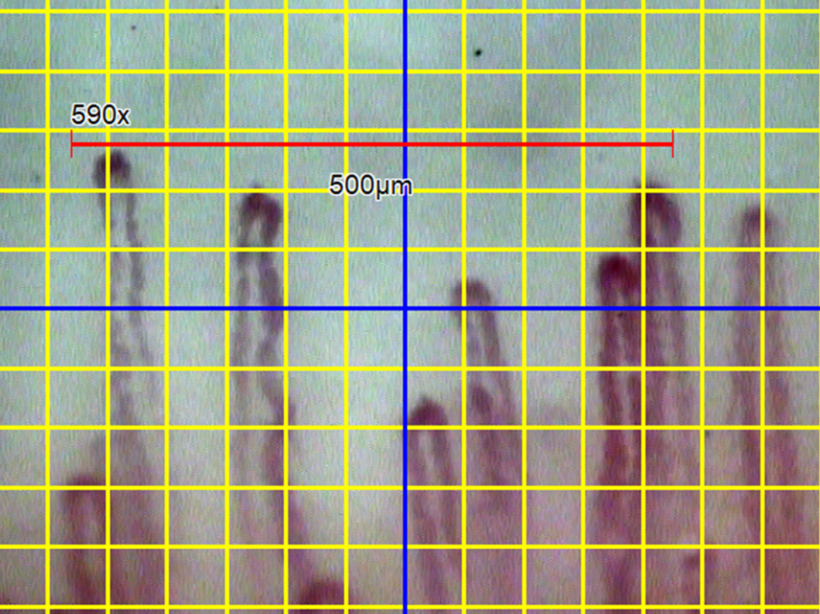 Scale bar, Grid, and Crossline