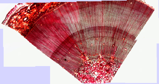 Cross section of a pine stem