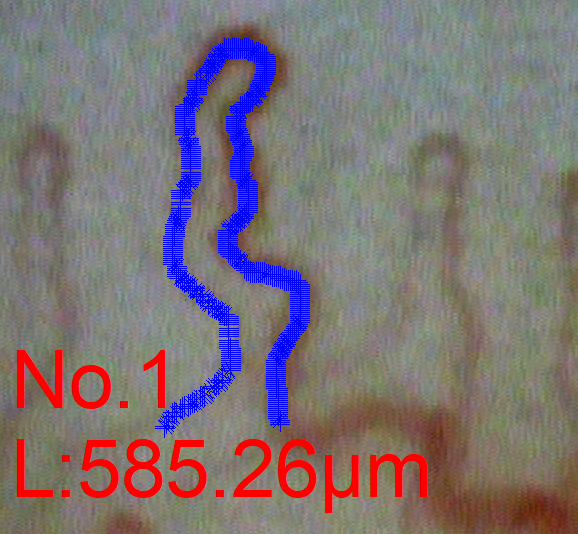 Free Line Measurement of a winding capillary